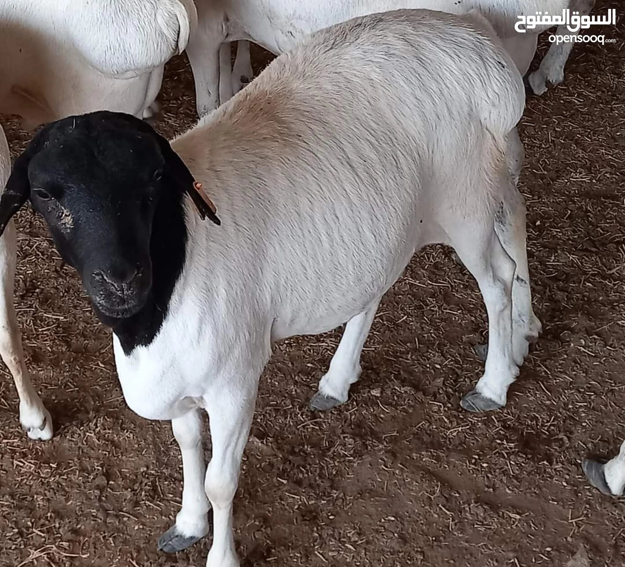 3rd Day of EID-Sacrificing Ethiopian sheep 13-18 kg