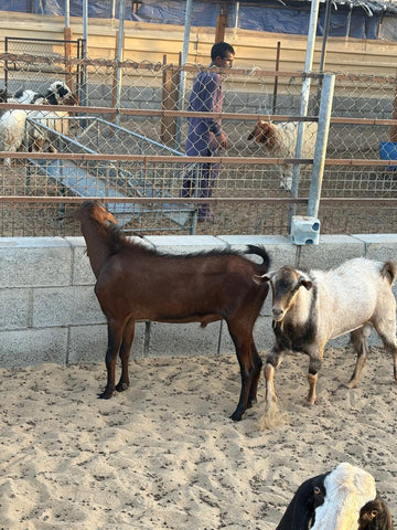 2nd day of EID Local Goat 8-12 kg