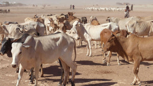 EID Somali Cow 100-110 kg