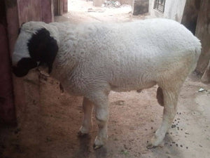 2nd Day of EID-Sacrificing kashmiri Sheep 13-18 kg