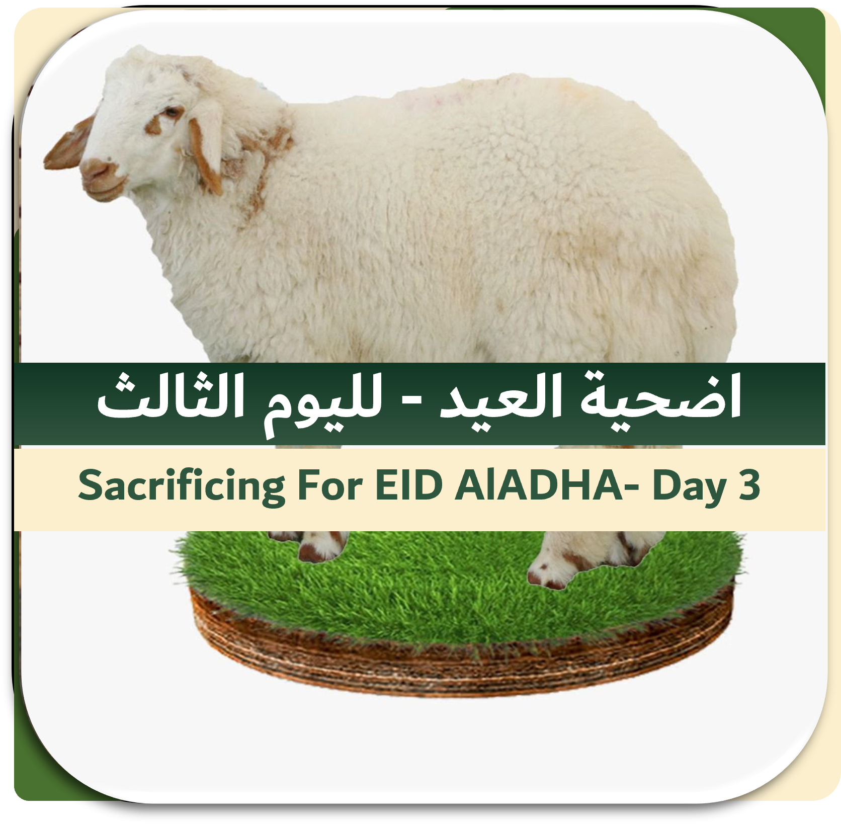 3rd Day of EID-Sacrificing Local Sheep 15-20 kg