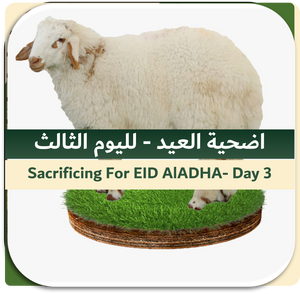 3rd Day of EID-Sacrificing Local Sheep 15-20 kg