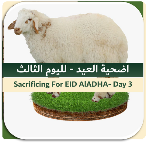3rd Day of EID-Sacrificing Local Sheep 15-20 kg