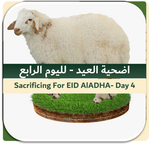 4th Day of EID-Sacrificing Local Sheep 15-20 kg
