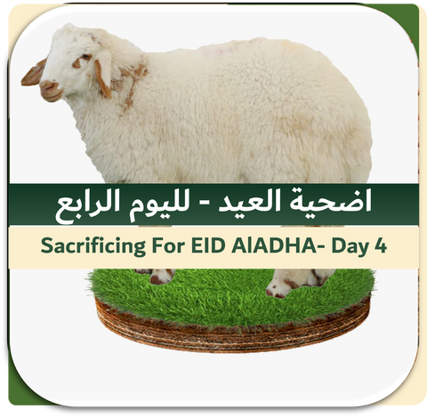 4th Day of EID-Sacrificing Local Sheep 15-20 kg