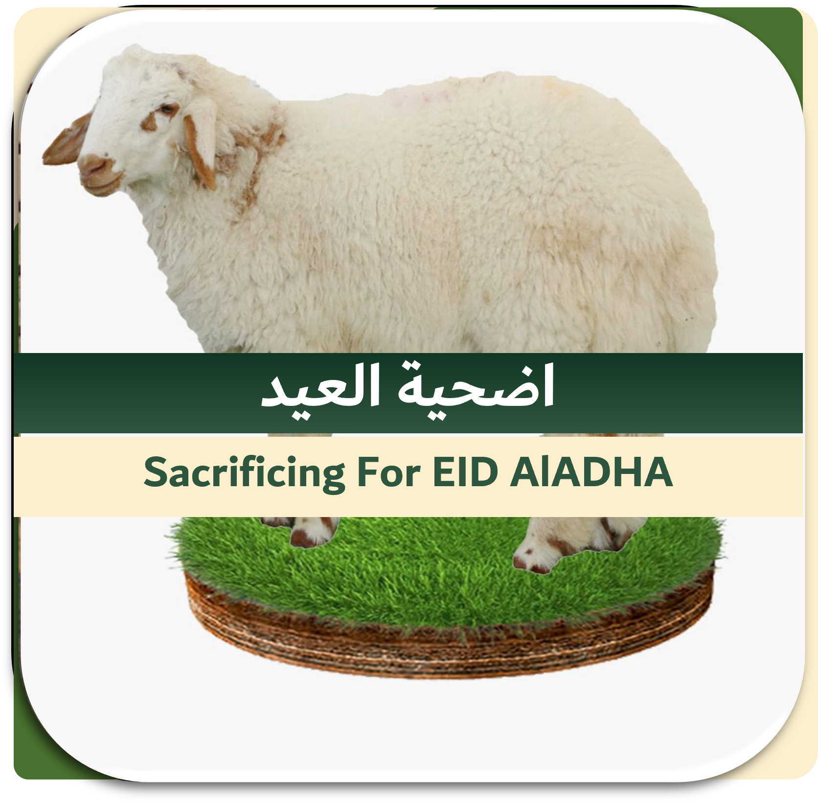 EID-2nd Day Sacrificing Local Sheep 10-15 kg