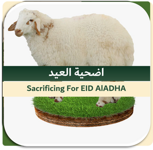 EID-2nd Day Sacrificing Local Sheep 10-15 kg