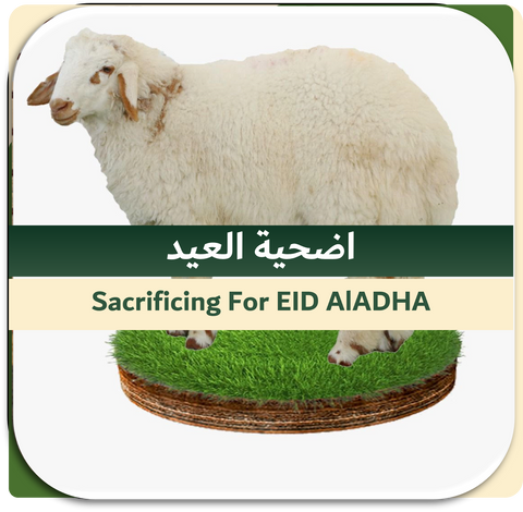 EID-2nd Day Sacrificing Local Sheep 10-15 kg