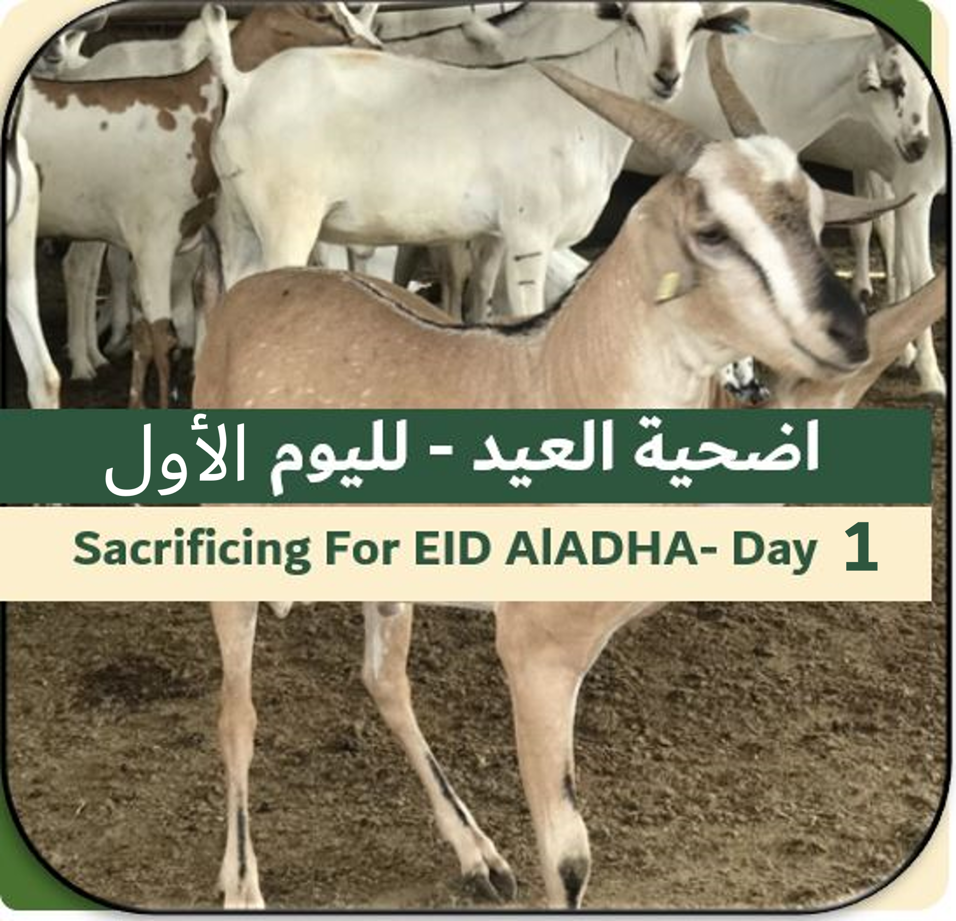 1st Day of EID-Sacrificing Somali Goat 15-18 kg