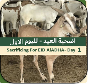 1st Day of EID-Sacrificing Somali Goat 15-18 kg