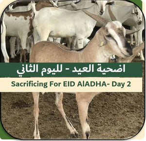 2nd Day of EID-Sacrificing Somali Goat 15-18 kg