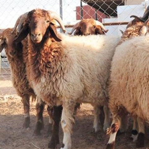 Aqeeqa - Naeimi Sheep 10-15 kg