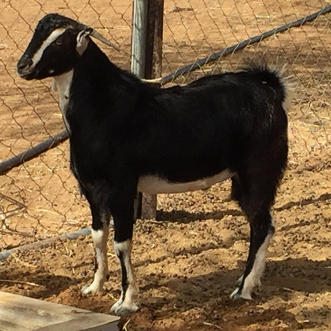 Local Goat 5-9kg