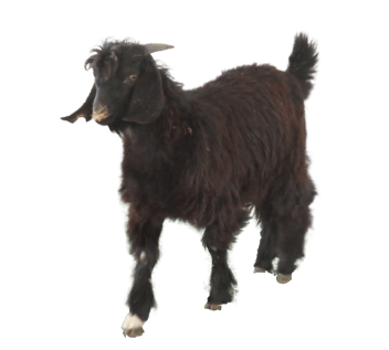 2nd day of EID Local Goat 8-12 kg