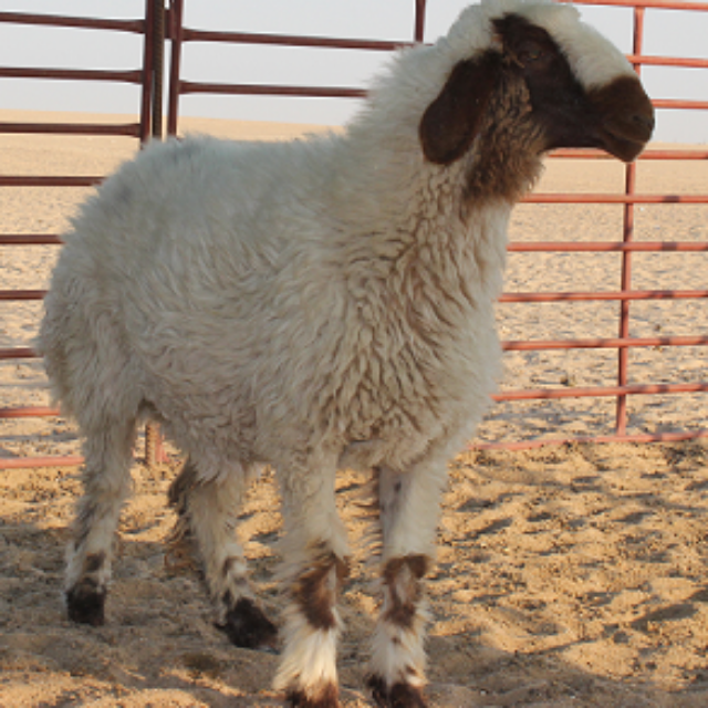 EID Local Sheep 13-18 kg